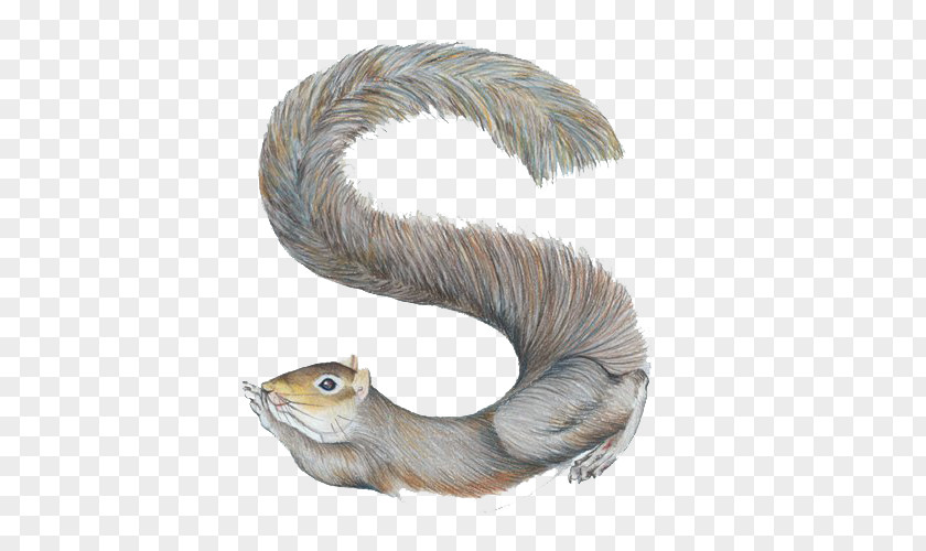 Simple Squirrel Letter S Alphabet Name W PNG