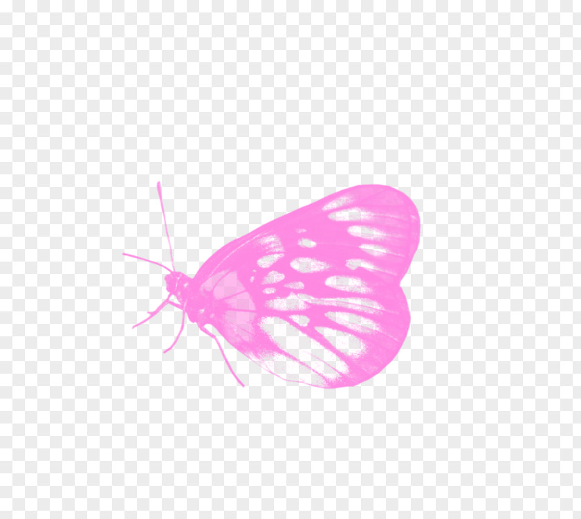 Butterfly Graphic Computer Wallpaper PNG