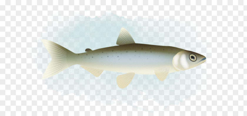 Cod Salmonlike Fish Fin Salmon Bony-fish PNG