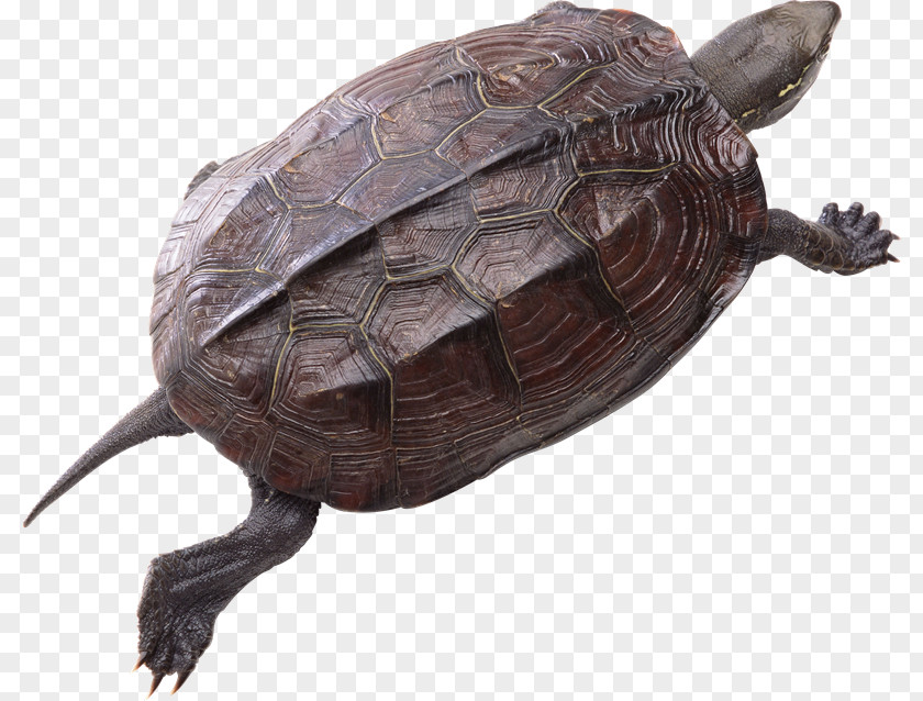Mk Common Snapping Turtle Reptile Clip Art PNG