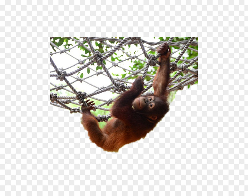 Orangutans Orangutan Chimpanzee Gorilla PNG
