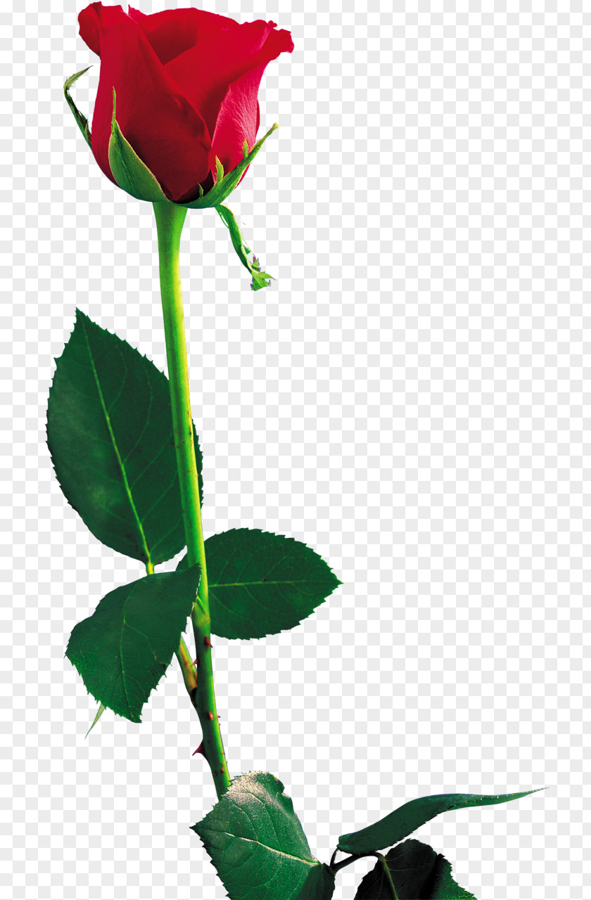 Rose High-definition Television Clip Art PNG