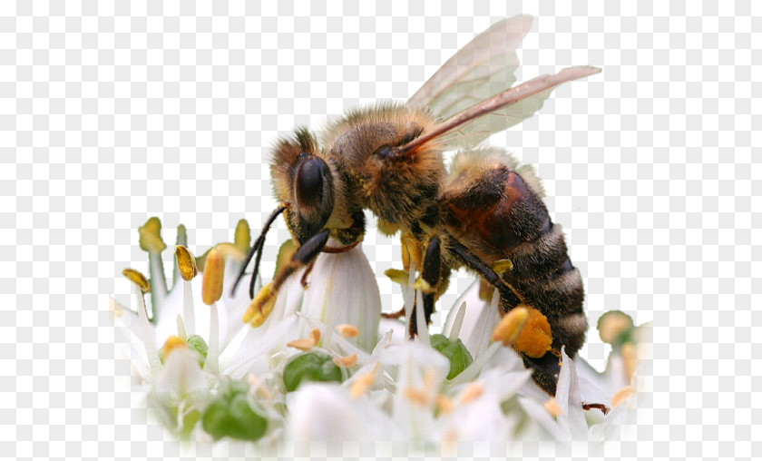Tube Honey Bee Insect PNG