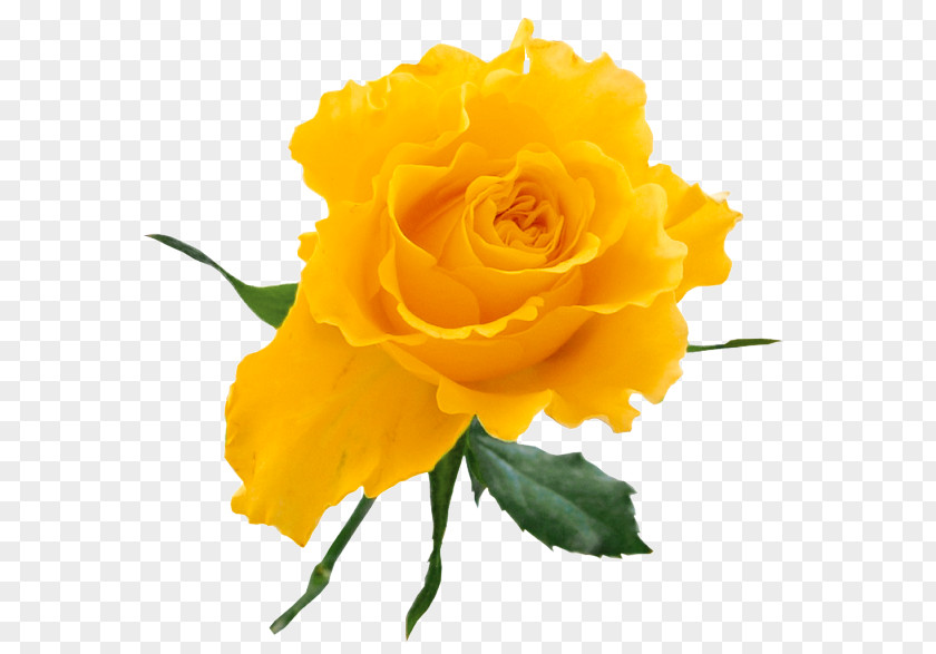 Yellow Rose Clipart Flower Bouquet Clip Art PNG
