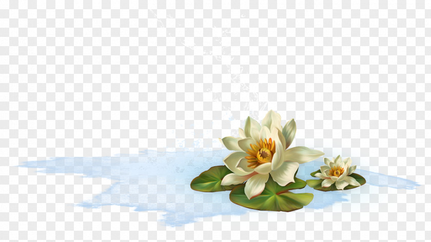 Anastasia Flower Aquatic Plants Water Lily Clip Art PNG
