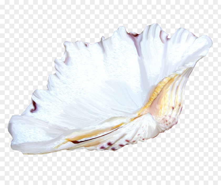 Cute Little Conch Seashell Icon PNG