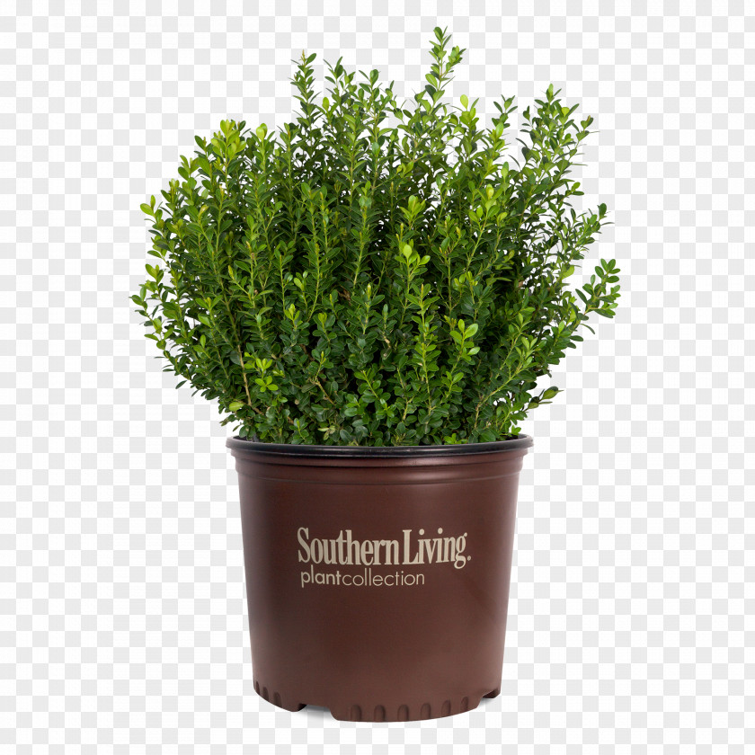 Plant Buxus Microphylla Shrub Garden Hedge PNG