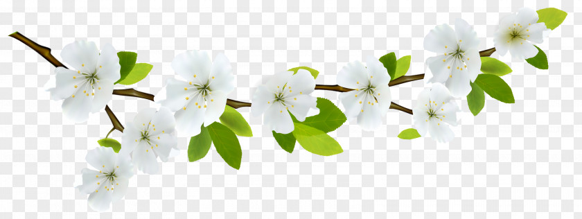 Spring Branch White Clipart Flower Clip Art PNG