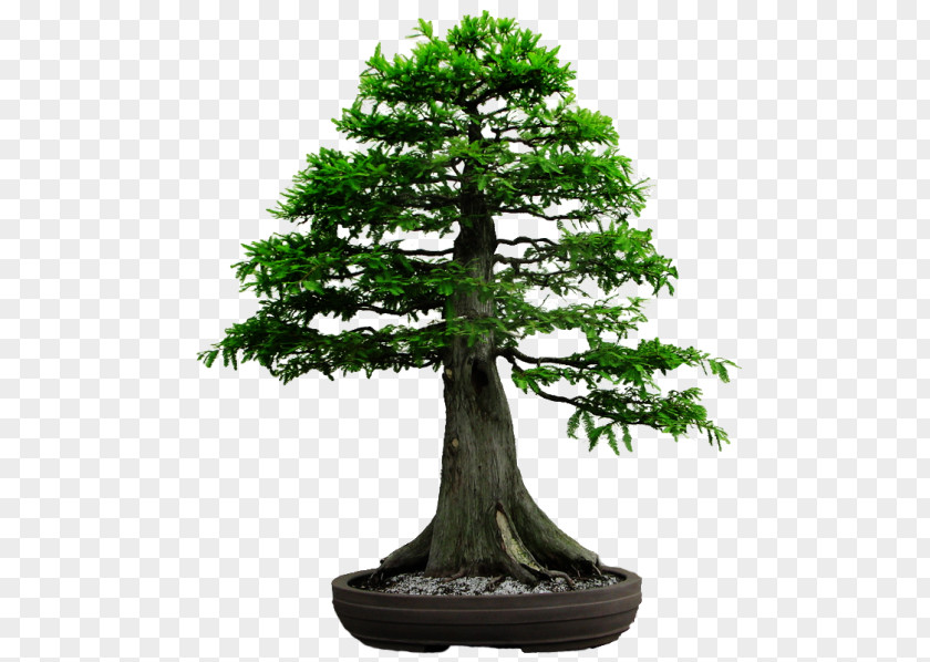 Tree Metasequoia Glyptostroboides Bonsai Redwoods Gardening PNG