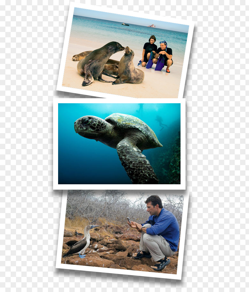Turtle Sea Galápagos Islands Fauna Collage PNG