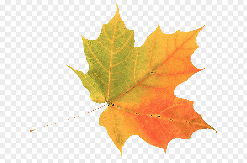 Autumn Leaf Color Clip Art Green PNG