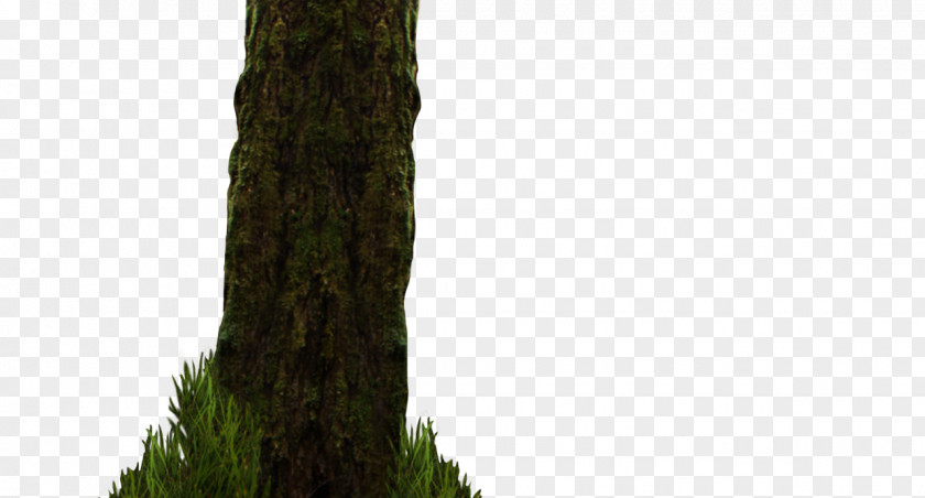 Forest Tree Woody Plant Trunk PNG