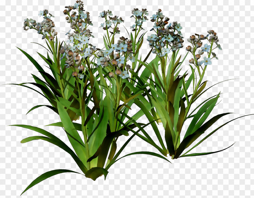 Grasses Flower Terrestrial Plant Herb Plants PNG