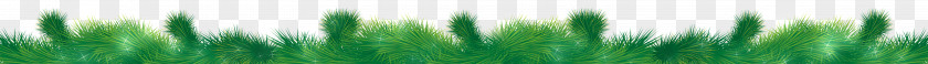 Pine Green With Glow Close-up Computer Wallpaper PNG