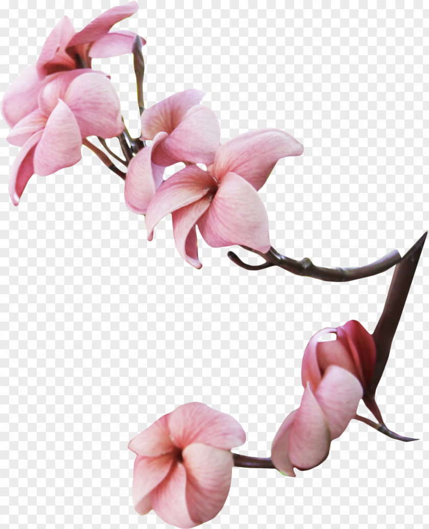 Plumeria Flower Magnolia Photography Tree PNG