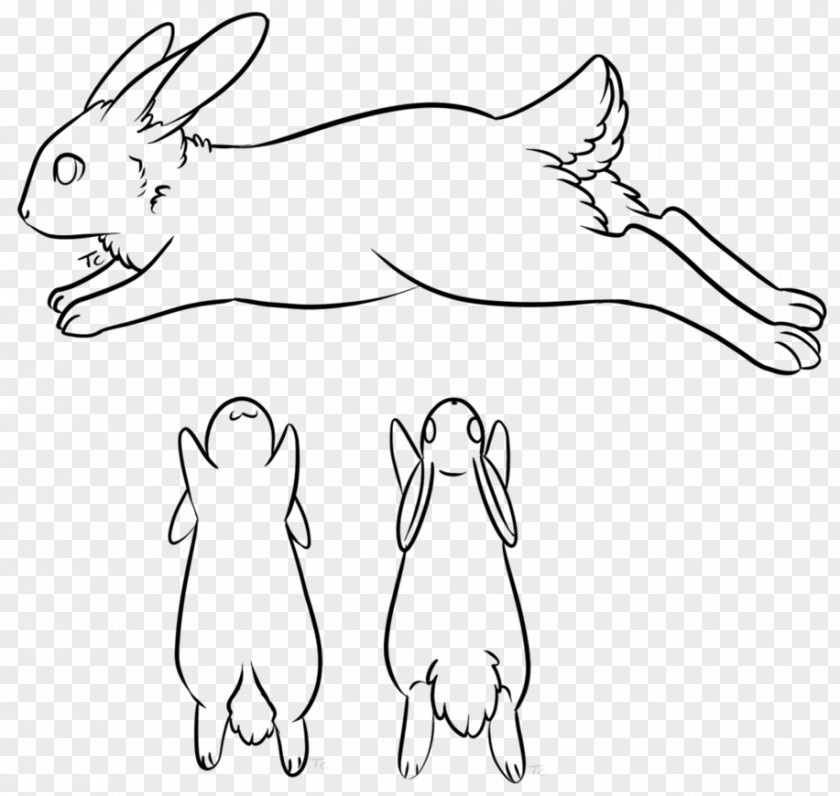Based Line Drawing Domestic Rabbit Hare Whiskers PNG