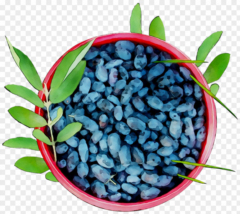 Bilberry Blueberry PNG