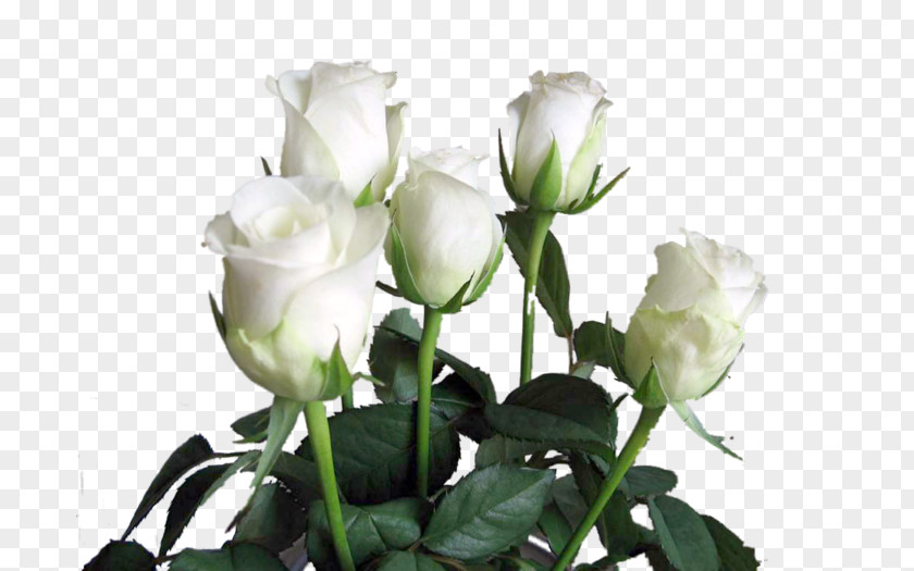 Birthday Garden Roses Valentine's Day White Rose Of York Cabbage PNG