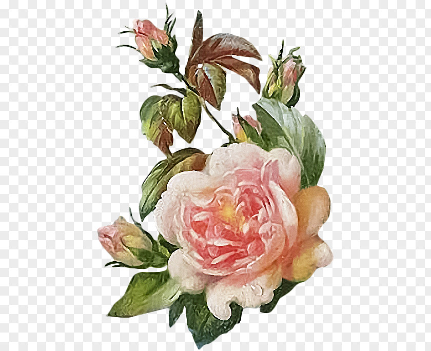 Flower Garden Roses Cabbage Rose Cut Flowers Floral Design PNG