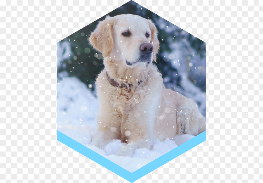 Golden Retriever Labrador Puppy Dog Breed Companion PNG