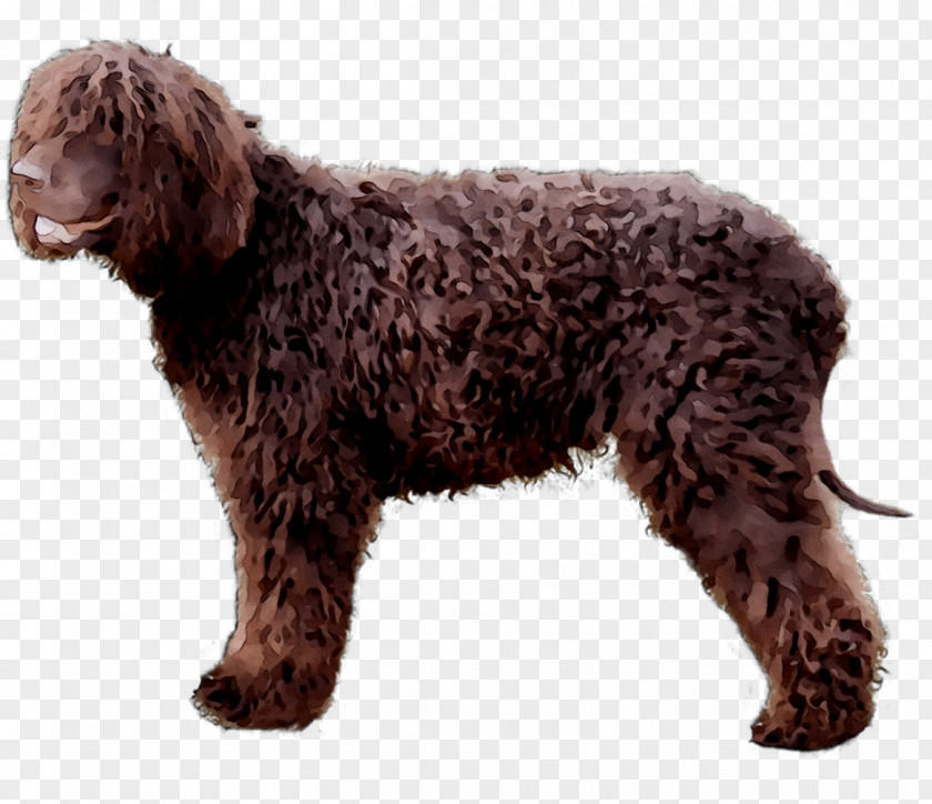 Irish Water Spaniel American English Cocker German Golden Retriever PNG