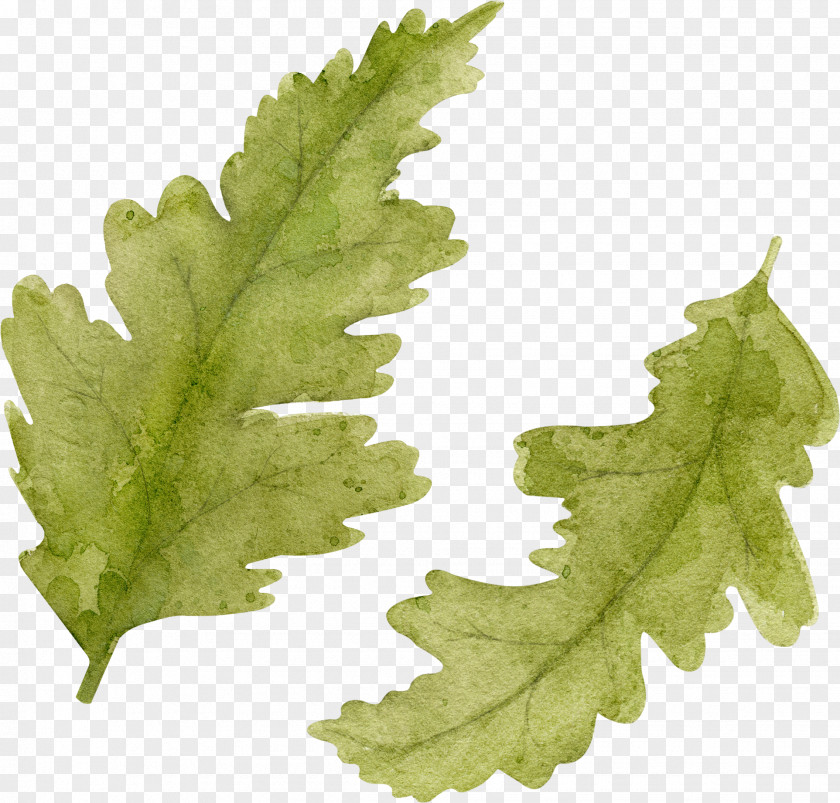 Leaf Vegetable Plant Stem Clip Art PNG