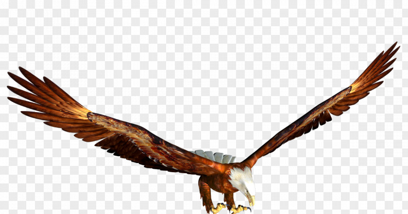 Northern Harrier Sea Eagle Cartoon Bird PNG