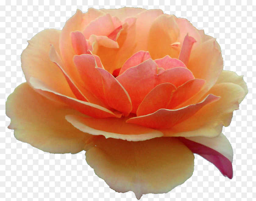 Orange Flower Rose Gerbera Jamesonii Common Daisy PNG