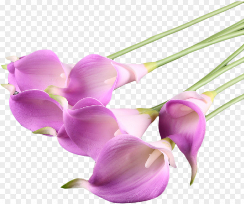 Purple Flower Callalily Arum-lily PNG