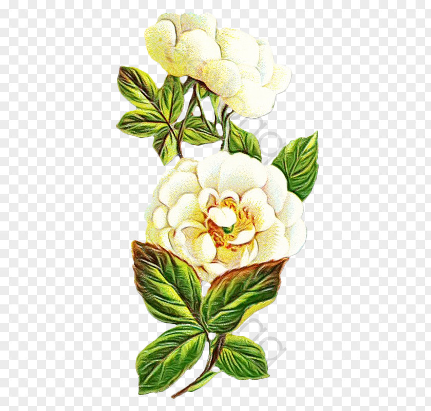 Southern Magnolia Gardenia Flowering Plant Flower Petal Chinese Peony PNG