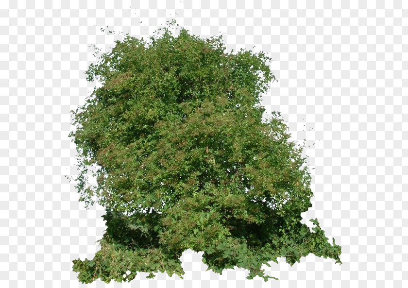 Tree Shrub Texture Mapping Branch 3D-Textur PNG
