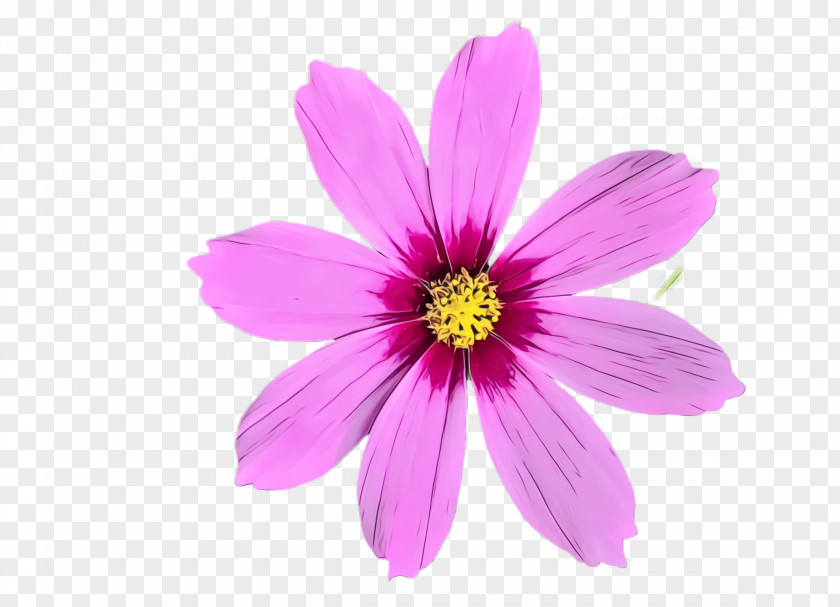 Wildflower Magenta Flower Flowering Plant Petal Pink PNG