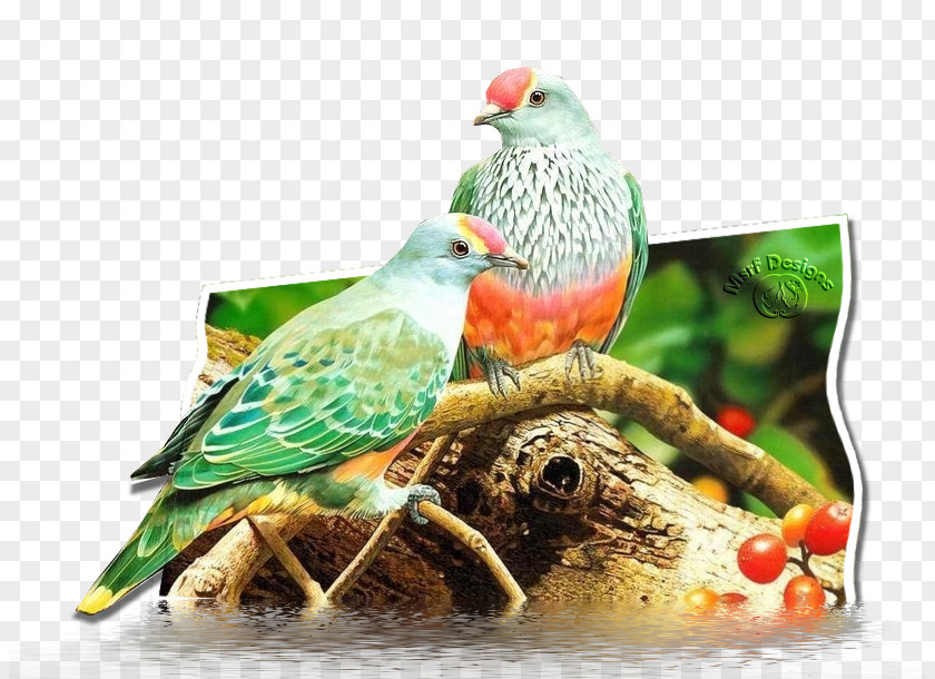 Bird The Origin Of Birds Columbidae Tenor PNG