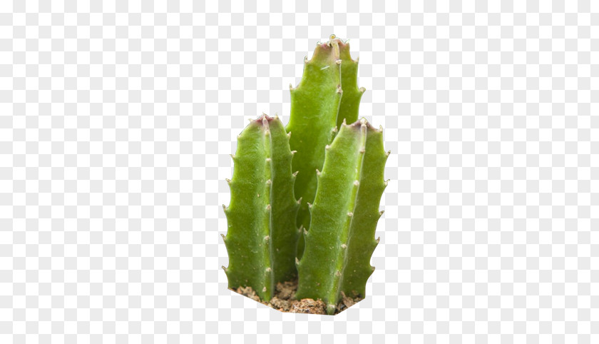 Desert Cactus Cactaceae Erg Succulent Plant PNG