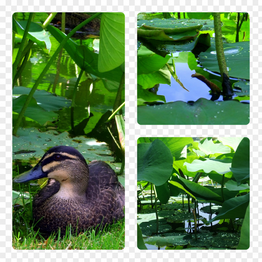 Duck Goose Ecosystem Fauna Water PNG