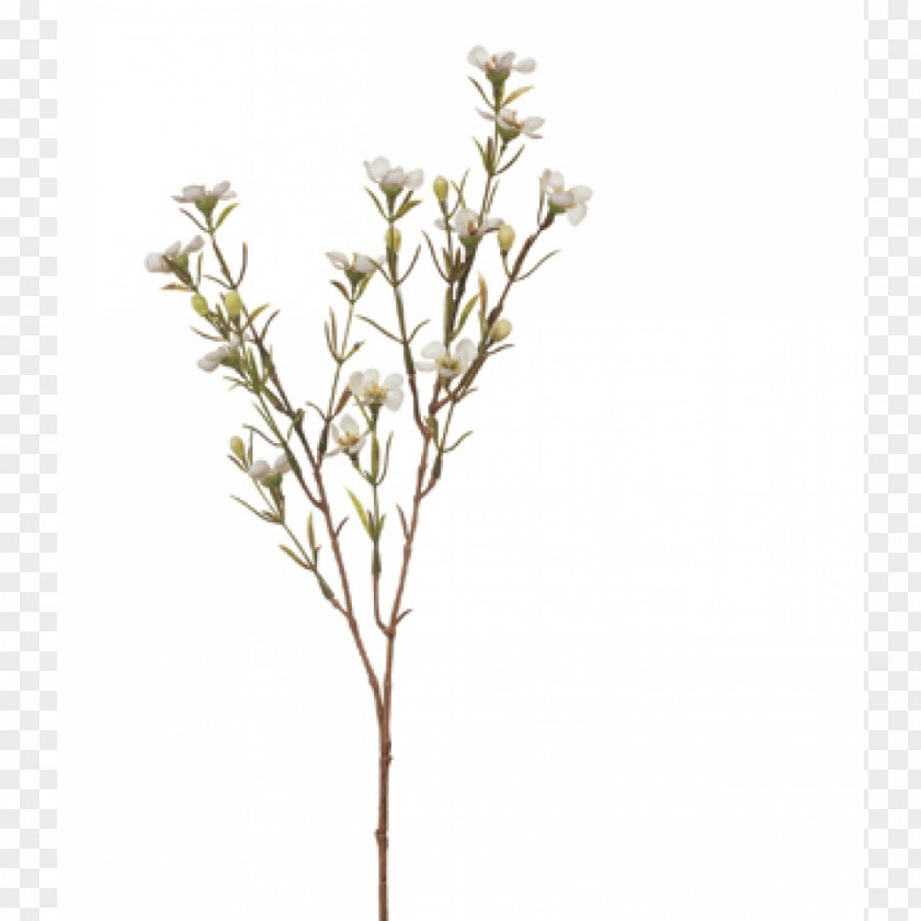 Flower Chamelaucium Uncinatum Wedding Dress White Plant Stem PNG