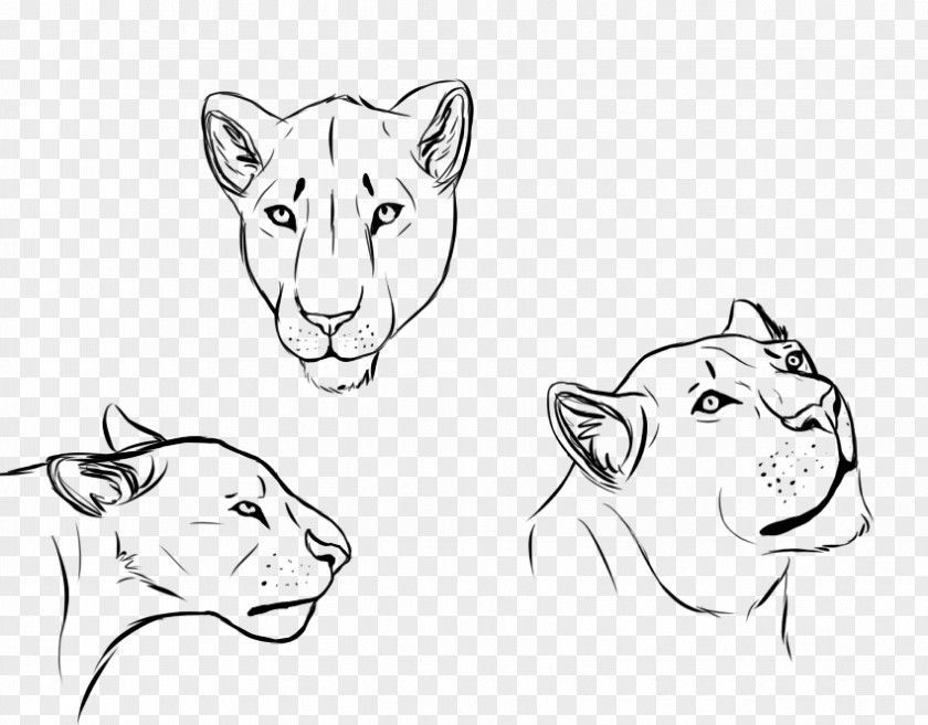 Lion Drawing Line Art Sketch PNG
