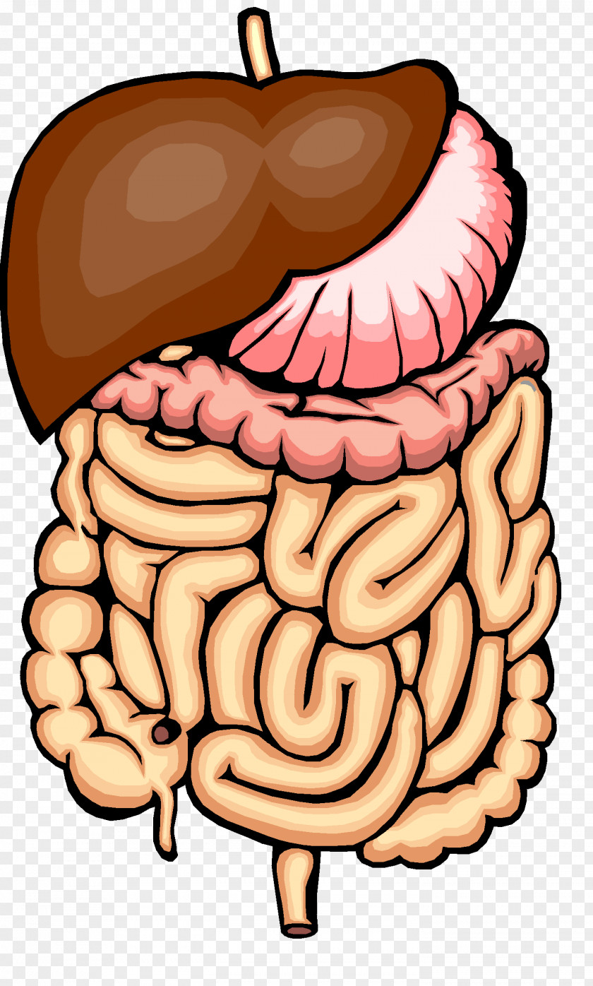 Organs Digestion Physical Change Human Digestive System Chemical Gastrointestinal Tract PNG
