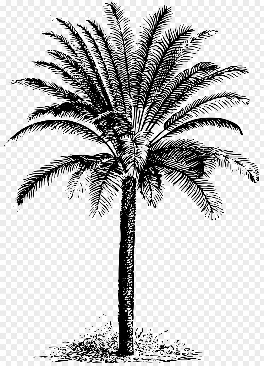 Palm Sunday Sago Cycad Arecaceae Clip Art PNG