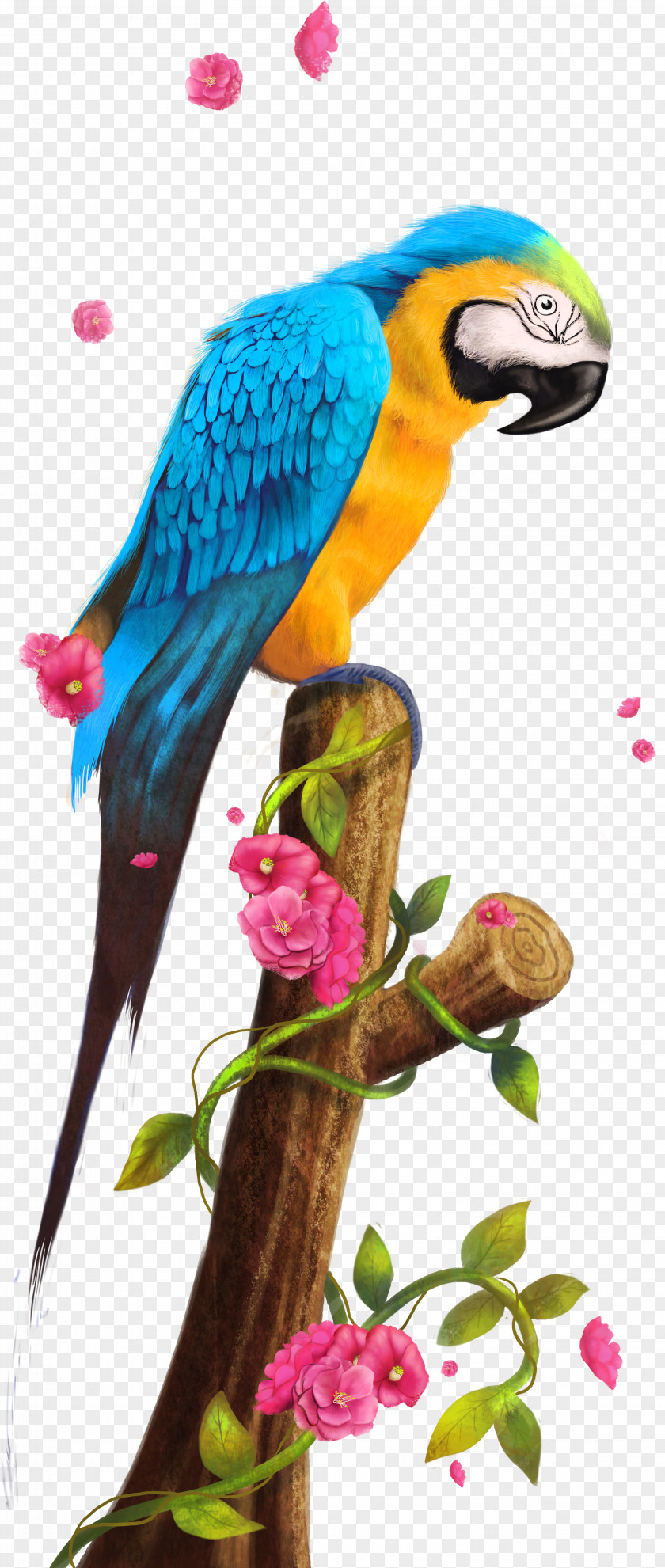 Parrot,Bako Parrot Nest Bird Clip Art PNG