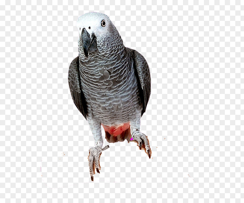 Parrot Bird Parrots Of New Guinea Grey PNG