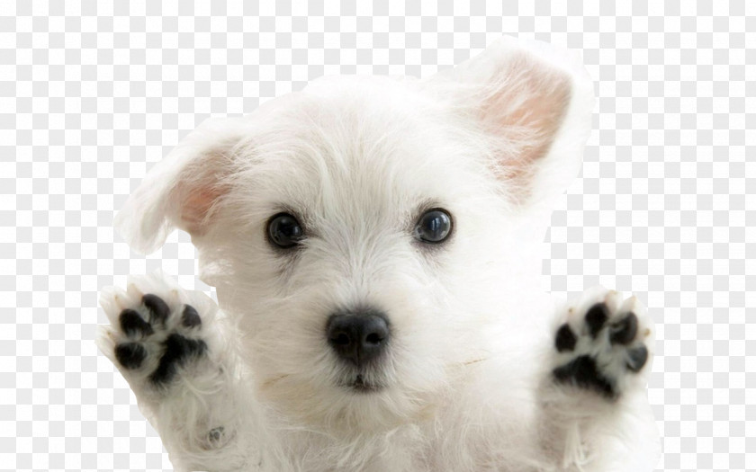 Puppy West Highland White Terrier Giant Panda Red PNG