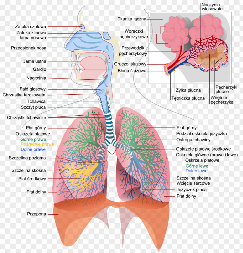 Respiratory System Of Insects Tract Respiration Anatomy PNG