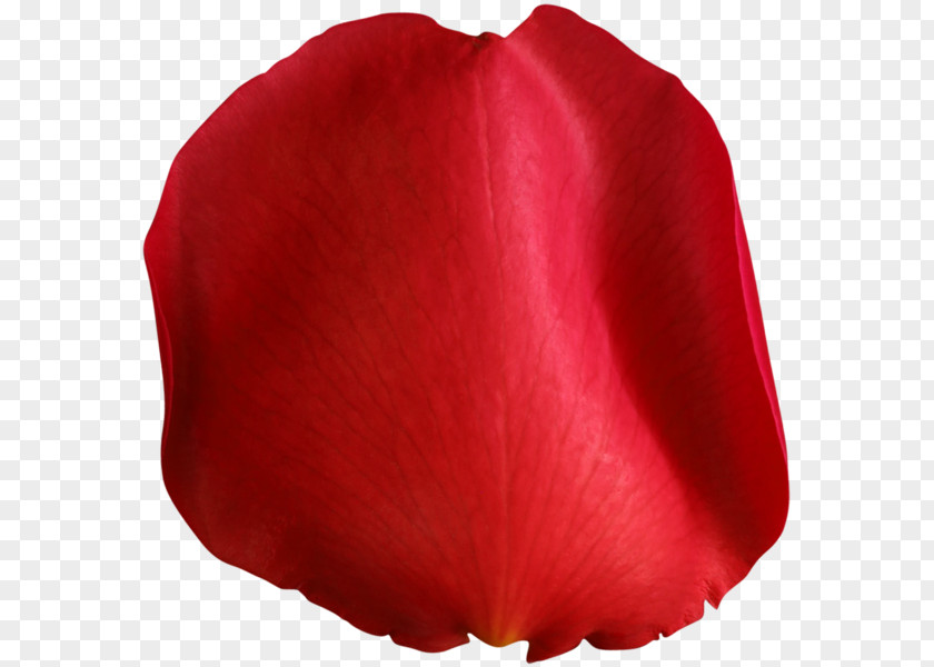 Rose Petal Flower Clip Art PNG