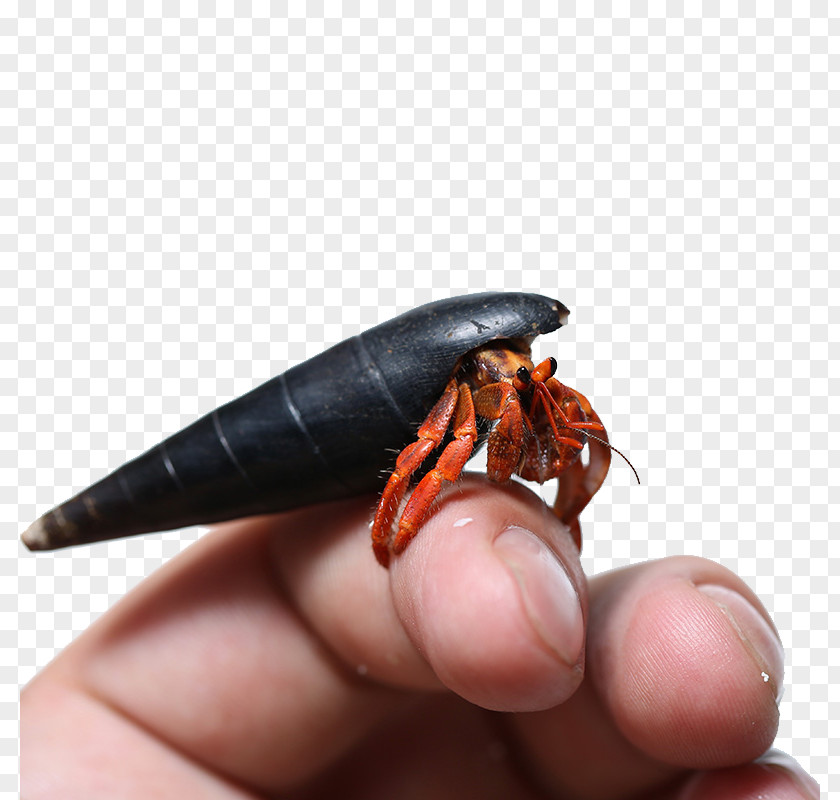 Strawberry Hermit Crab Caribbean Decapoda PNG