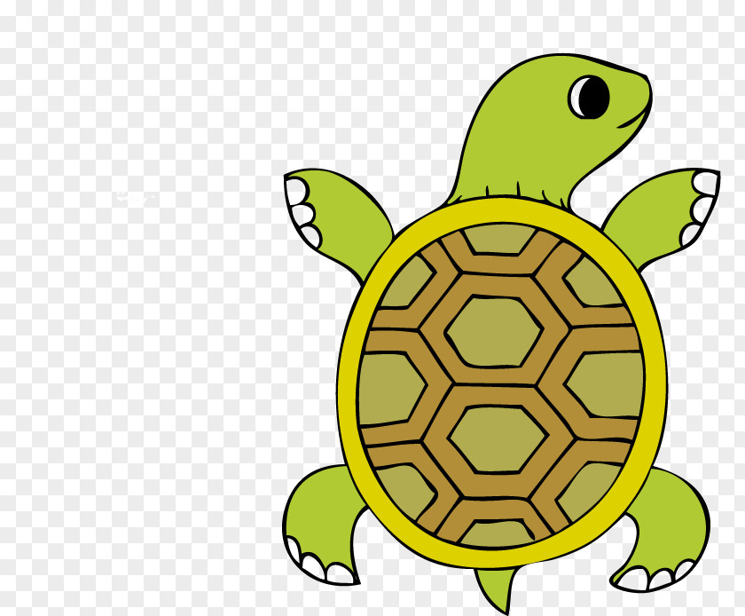 Tortuga Tortoise Clip Art PNG