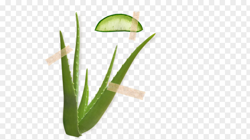 Aloe Vera Rose Hip Shrub Herbarium PNG