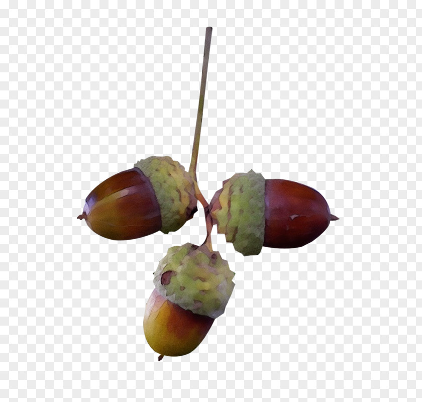 Chestnut Nut Plant Tree Acorn PNG