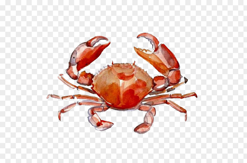 Crab Watercolor Painting Drawing PNG painting Drawing, Cute crab, red crab illustration clipart PNG