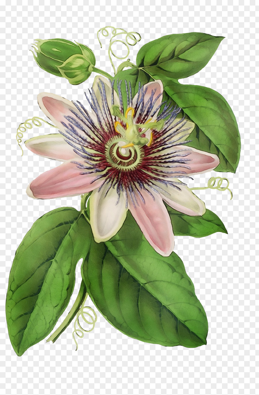 Lecythidaceae Fruit Purple Passionflower Drawing Bluecrown Passion Of Jesus PNG